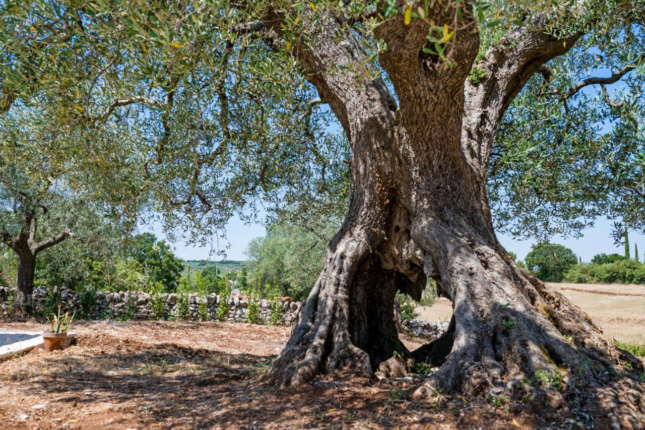 阿尔贝罗贝洛Il Trullo Della Rondinina别墅 外观 照片